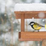 Vogelhäuschen im Garten